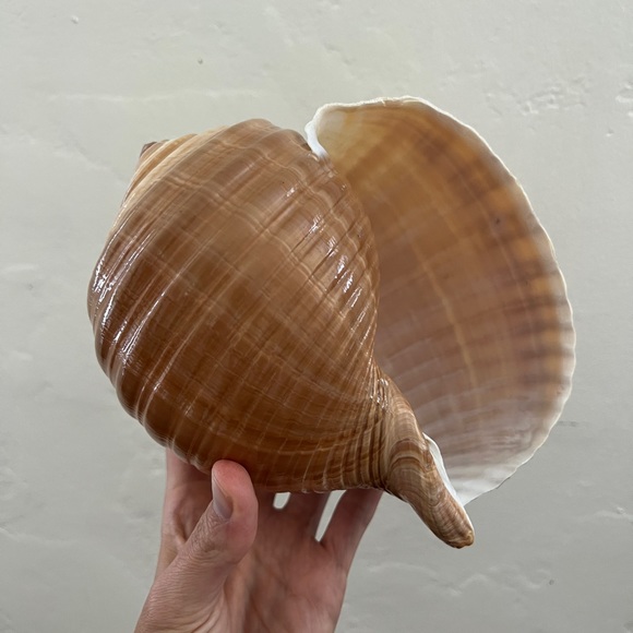 Large Turban Sea Shell Giant Tonna Cepa shell beach nautilus nautical decor - Picture 4 of 12